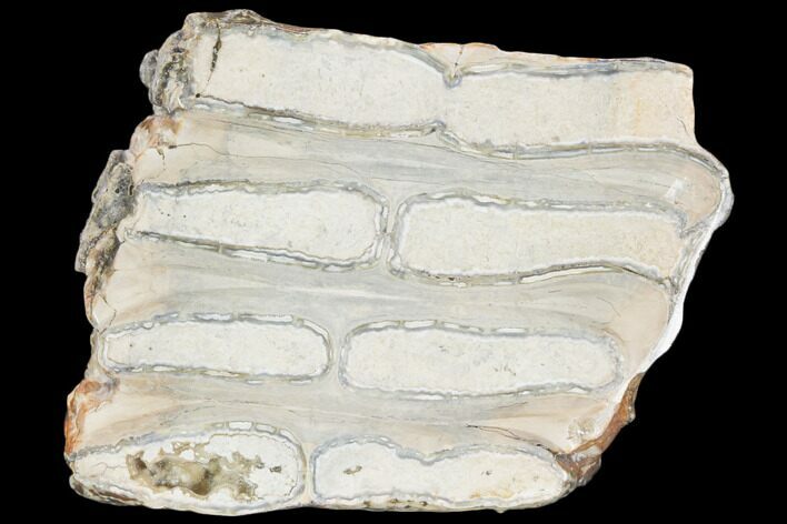 Polished Mammoth Molar Section - South Carolina #125546